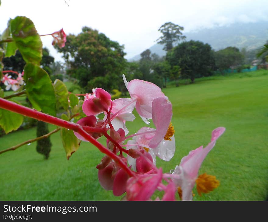 Pink, Plant, Flora, Flower