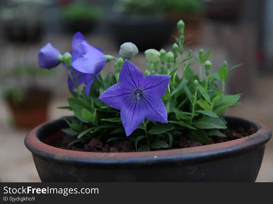 Plant, Flower, Flora, Violet Family