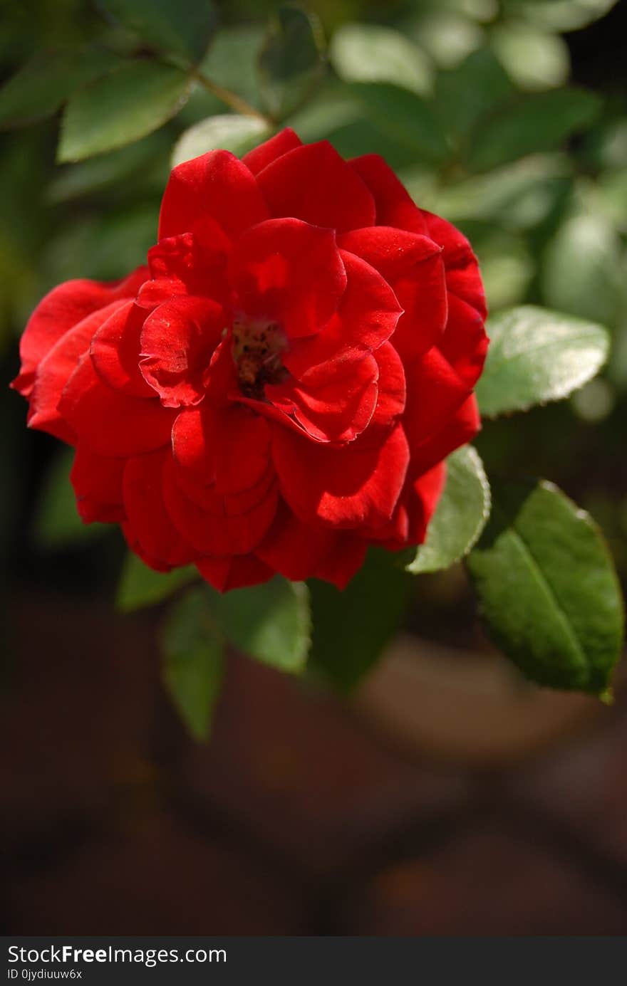 Flower, Red, Plant, Flowering Plant