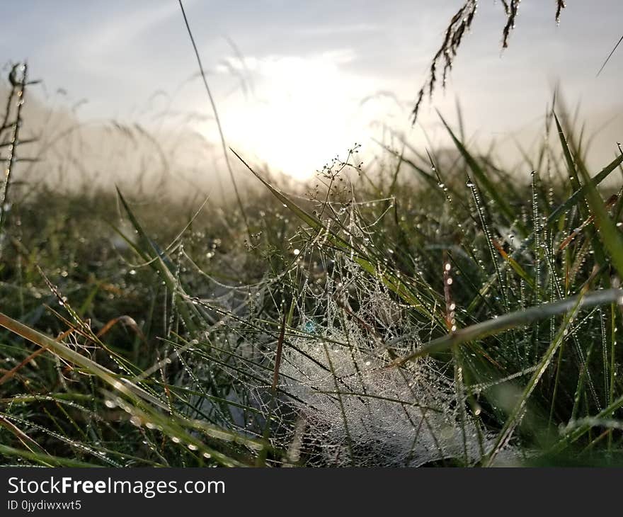 Spider Web, Ecosystem, Grass, Vegetation