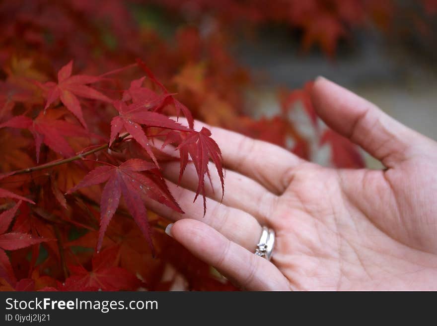 Leaf, Maple Leaf, Autumn, Close Up