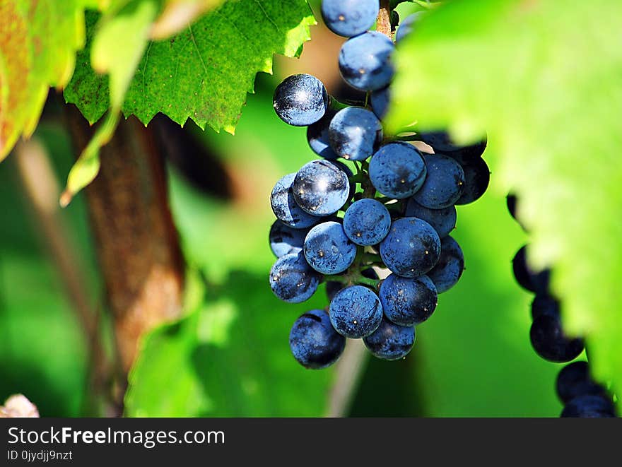 Grape, Fruit, Grapevine Family, Bilberry