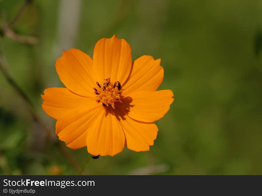 Flower, Yellow, Sulfur Cosmos, Garden Cosmos