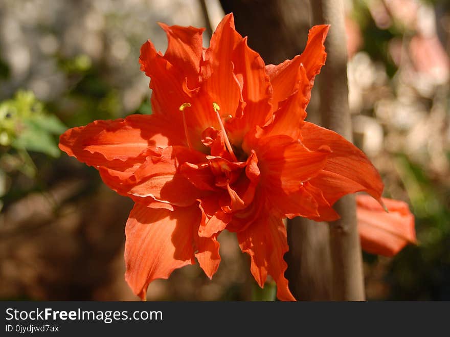 Flower, Plant, Flowering Plant, Flora