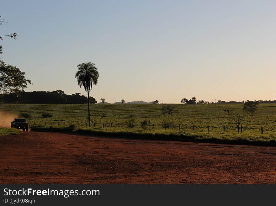 Sky, Field, Tree, Grassland