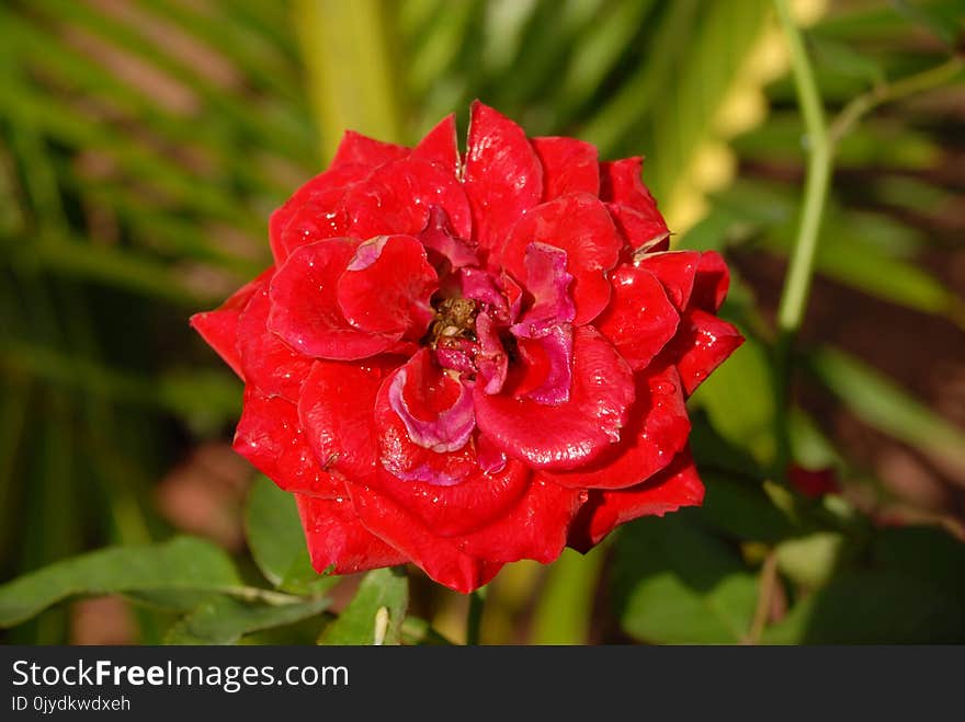 Flower, Red, Rose Family, Rose