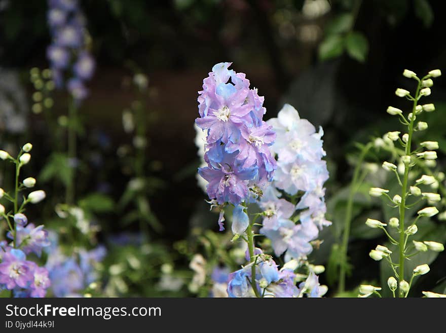 Flower, Flowering Plant, Plant, Delphinium