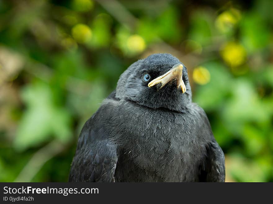 Beak, Fauna, Rook, Bird