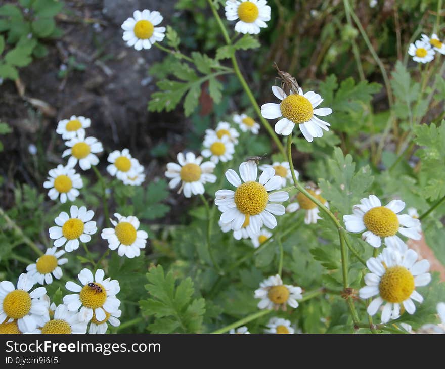 Flower, Chamaemelum Nobile, Tanacetum Parthenium, Plant