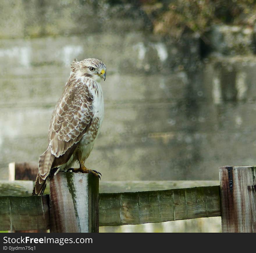 Bird, Fauna, Beak, Bird Of Prey