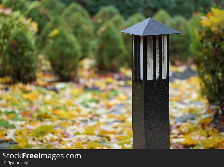 Leaf, Tree, Autumn, Plant