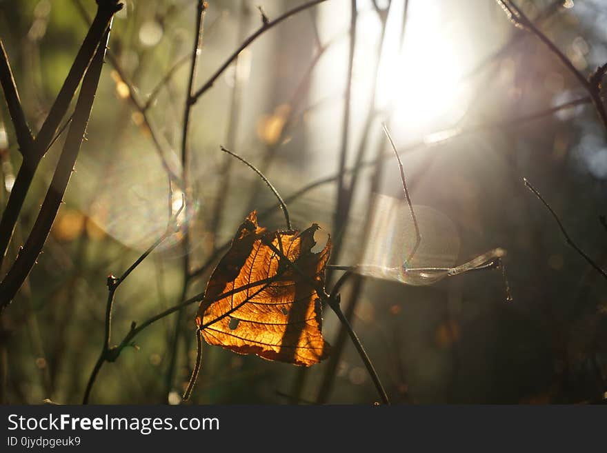 Branch, Leaf, Morning, Light