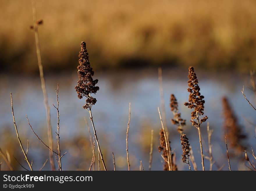 Close Up, Grass Family, Grass, Twig