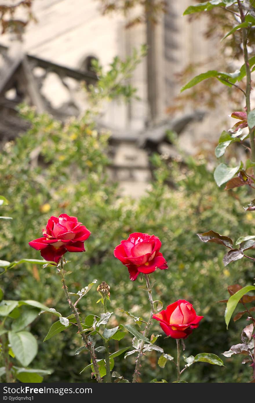 Flower, Plant, Rose Family, Flora