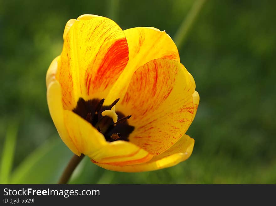 Flower, Yellow, Plant, Flora