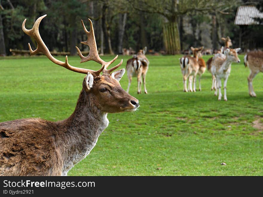 Wildlife, Deer, Fauna, Grass