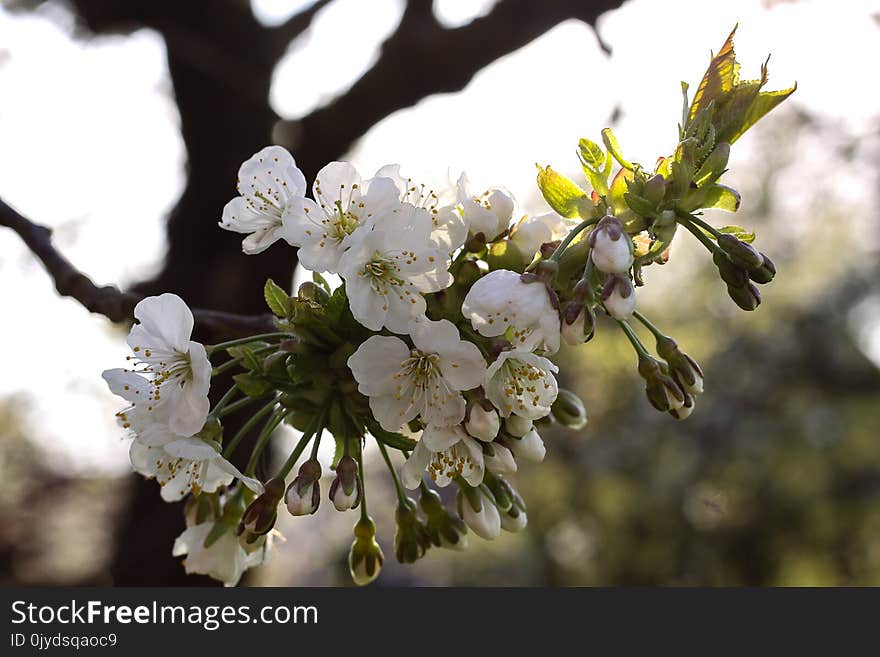 Blossom, Flower, Spring, Branch