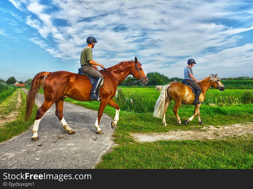 Horse, Ecosystem, Horse Like Mammal, Trail Riding