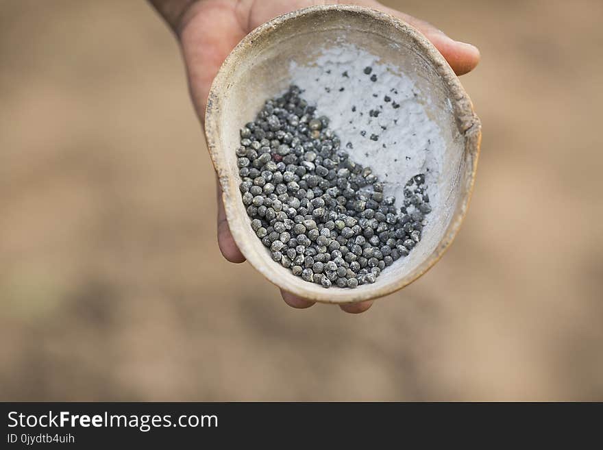 Seed