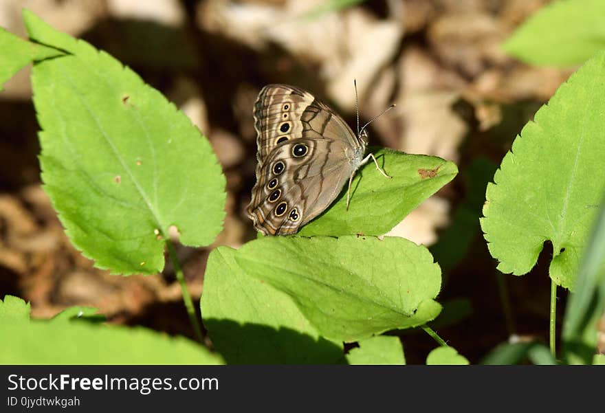 Butterfly, Moths And Butterflies, Insect, Brush Footed Butterfly