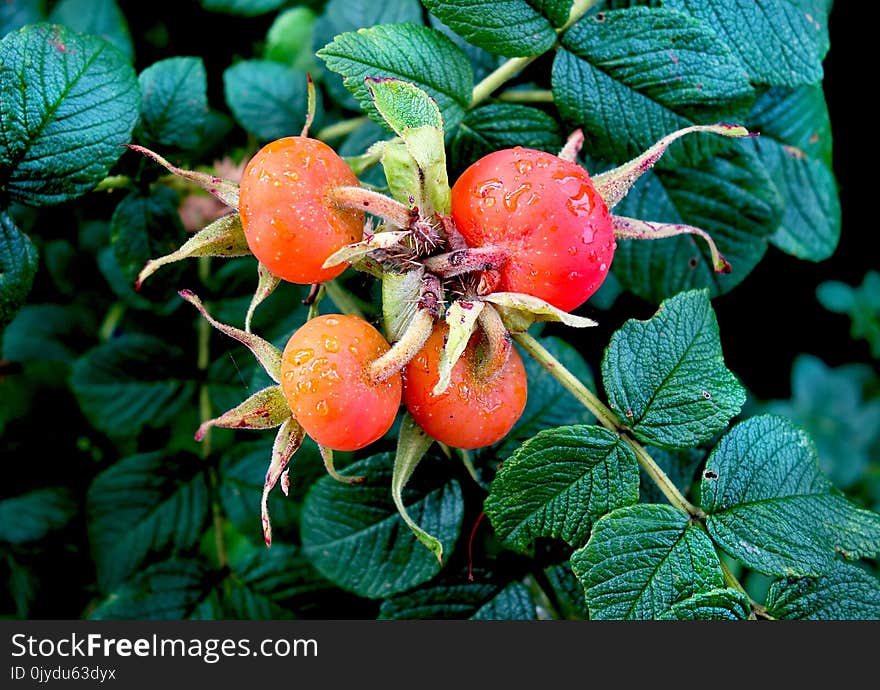 Rose Hip, Plant, Fruit, Berry