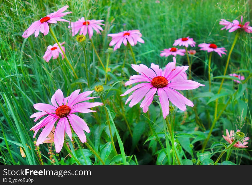 Flower, Plant, Flora, Flowering Plant