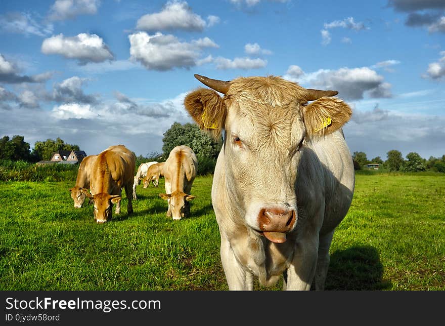 Cattle Like Mammal, Grassland, Pasture, Grazing