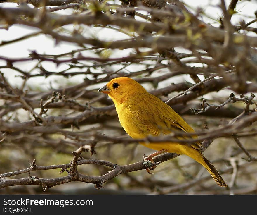 Bird, Beak, Fauna, Branch