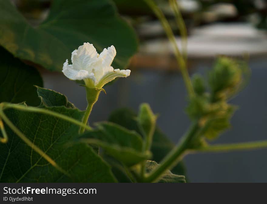 Leaf, Plant, Plant Stem, Flower