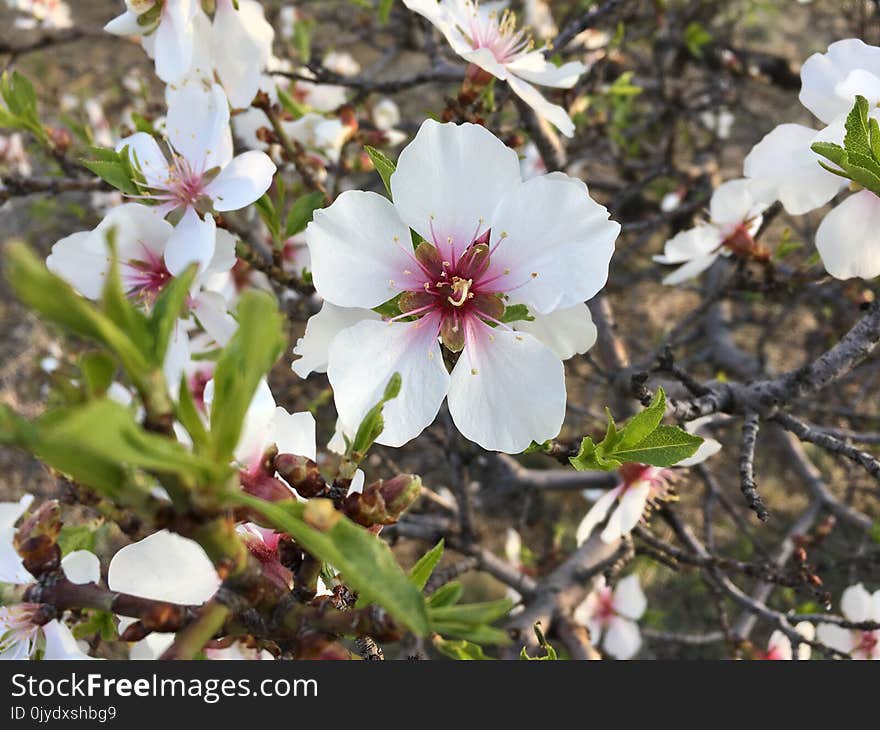 Plant, Flower, Flora, Spring