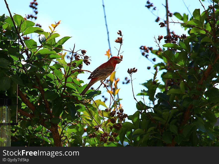 Bird, Fauna, Leaf, Flora