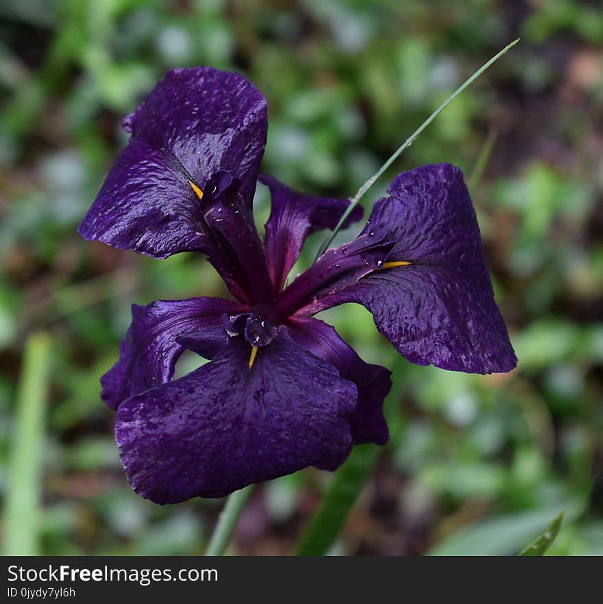 Flower, Plant, Purple, Flora