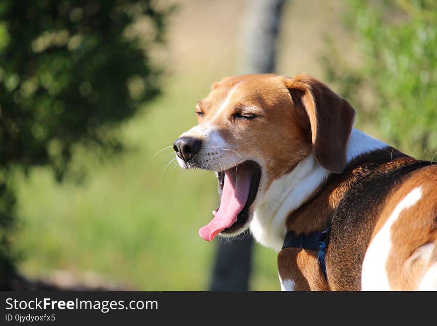 Dog, Dog Breed, Harrier, Beagle