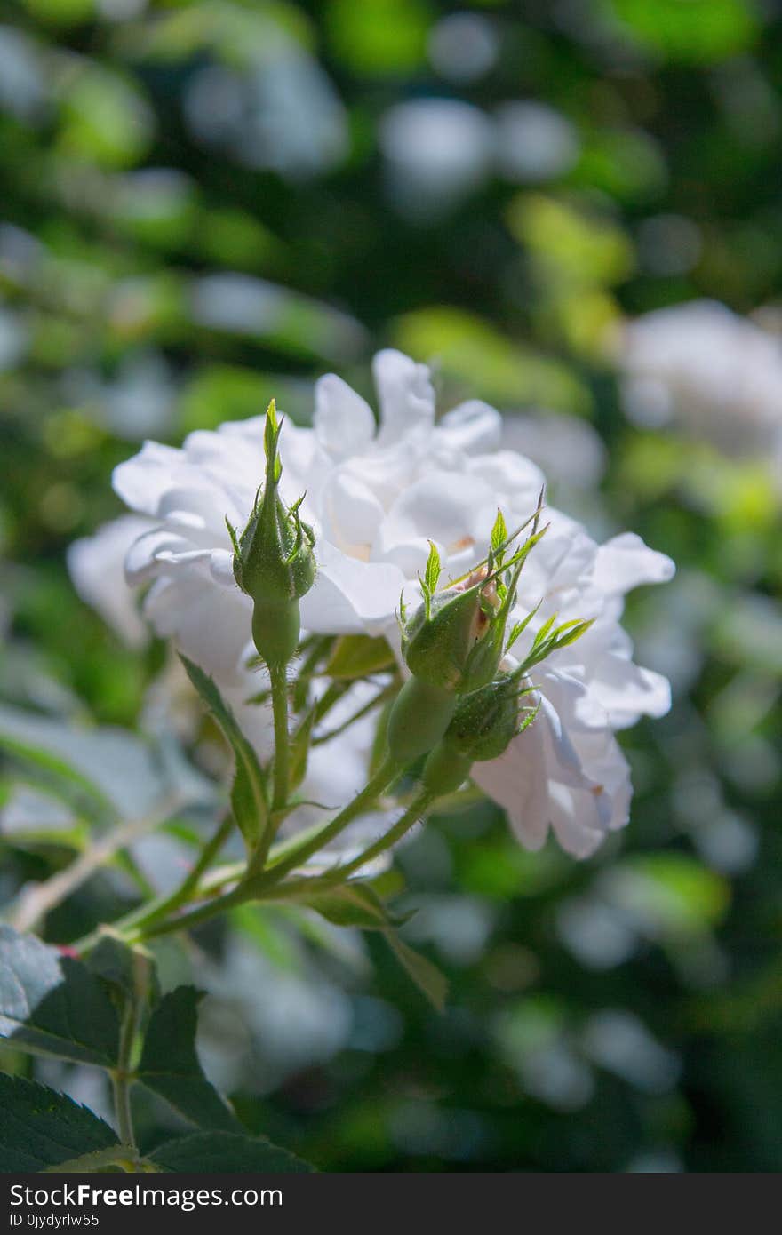 Flower, Plant, Flora, Rose Family