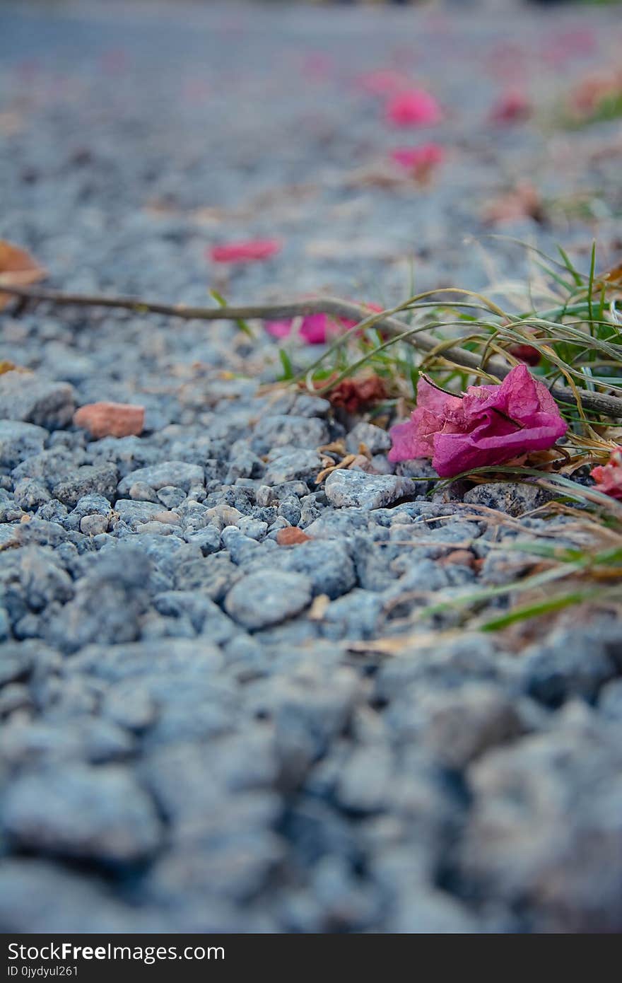 Flower, Pink, Flora, Petal