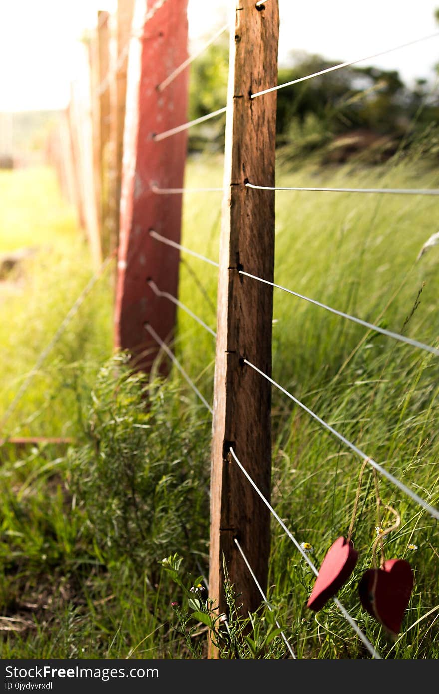 Grass, Fence, Leaf, Plant