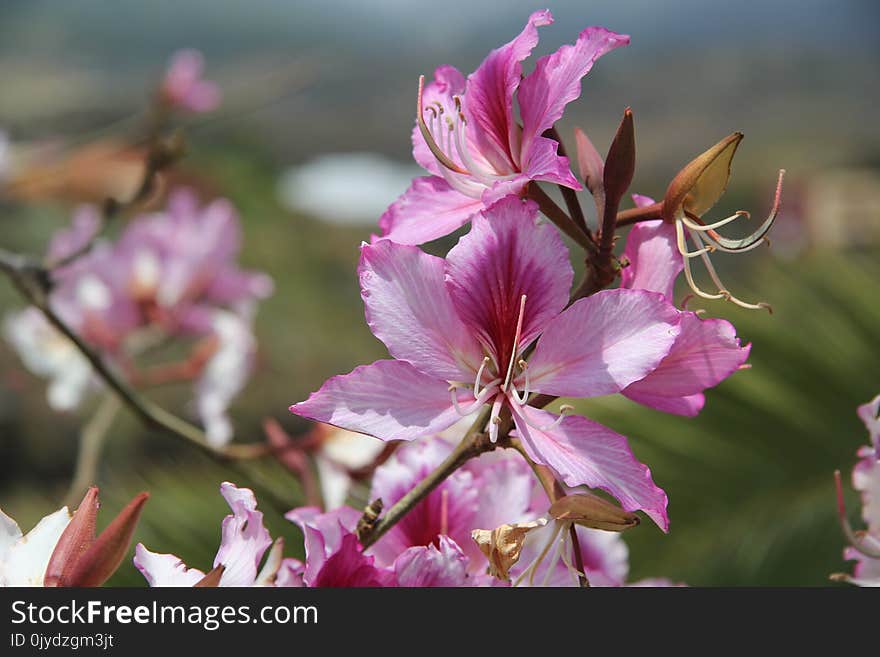 Flower, Plant, Pink, Flora