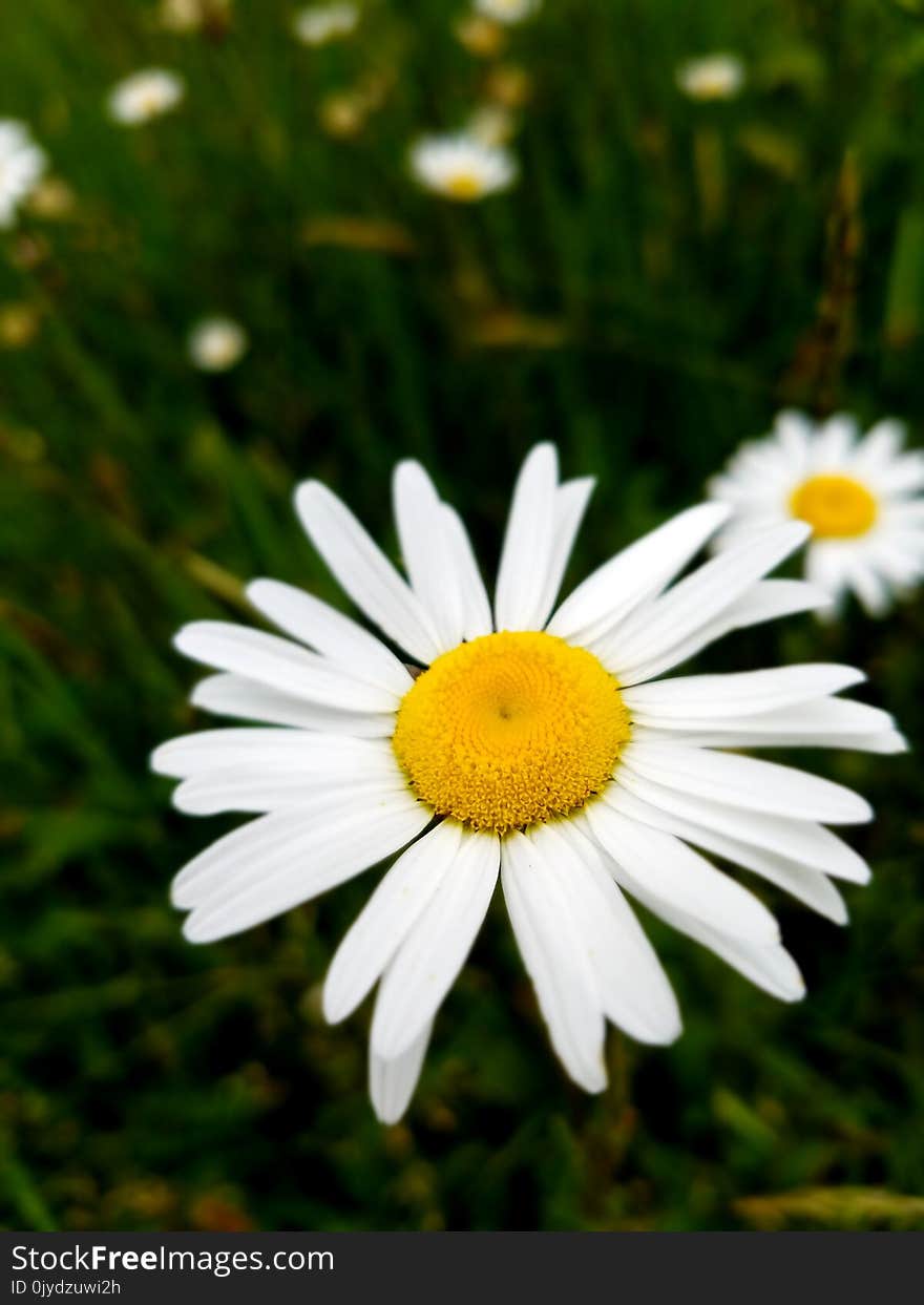 Flower, Oxeye Daisy, Chamaemelum Nobile, Flora