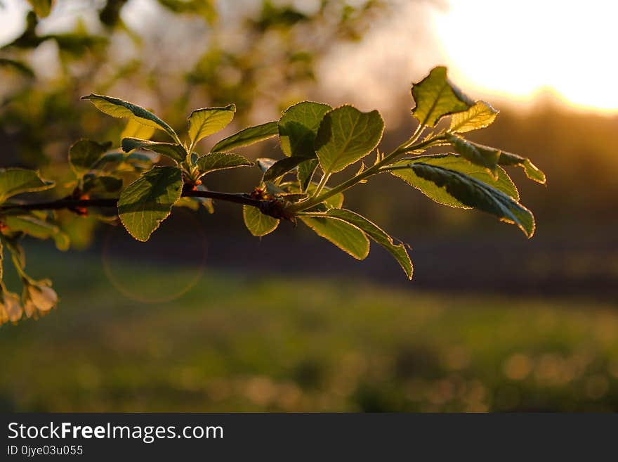 Leaf, Branch, Vegetation, Sunlight