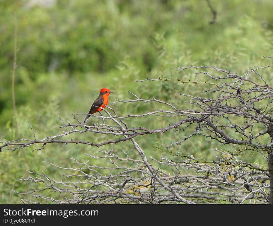 Bird, Ecosystem, Fauna, Wildlife