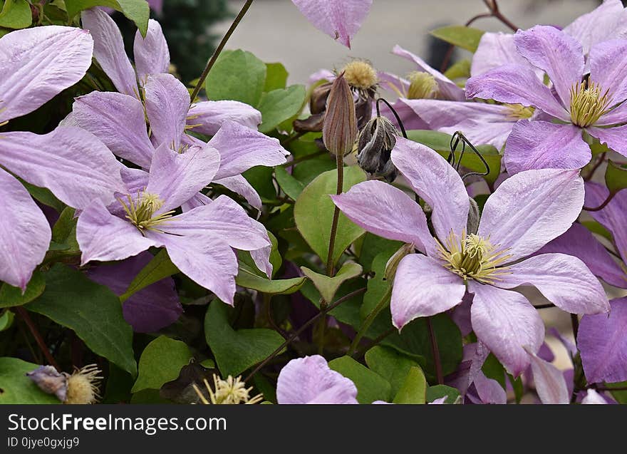 Flower, Plant, Clematis, Flora