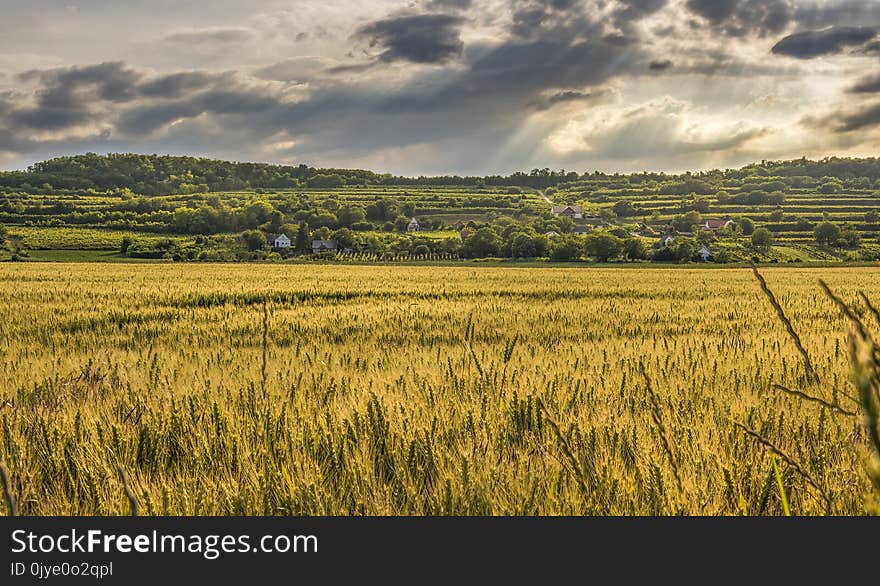 Grassland, Sky, Field, Prairie