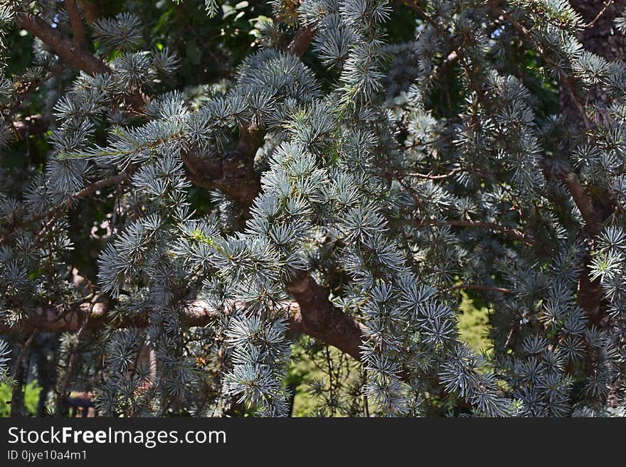 Tree, Ecosystem, Vegetation, Spruce