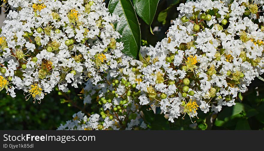 Flower, Plant, Flora, Spring