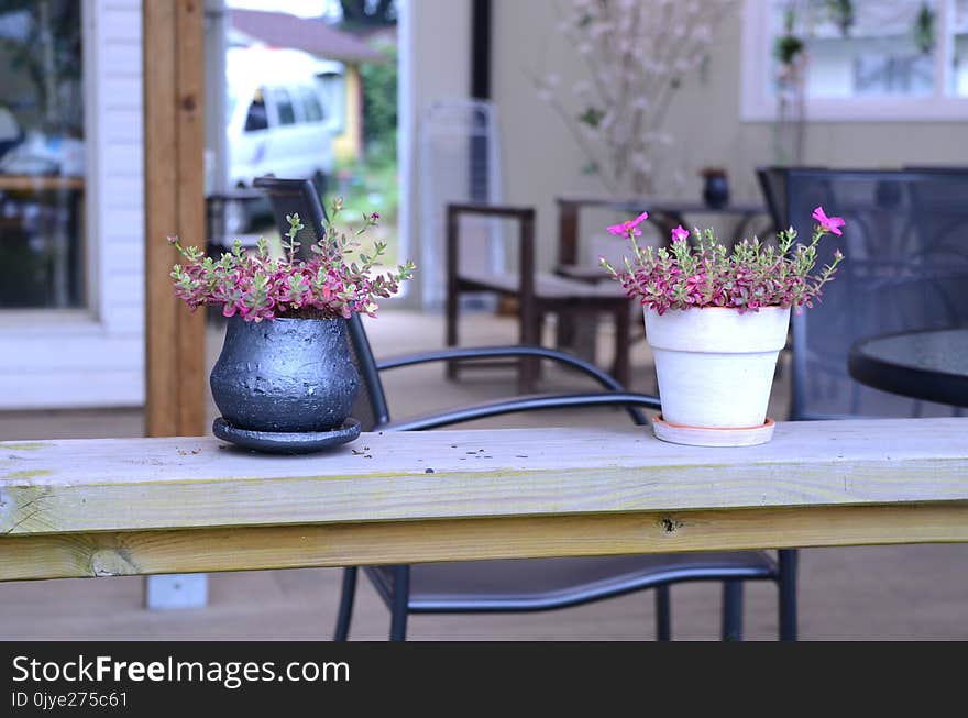 Flower, Purple, Table, Plant