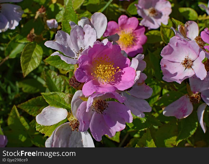 Flower, Flowering Plant, Rosa Canina, Plant