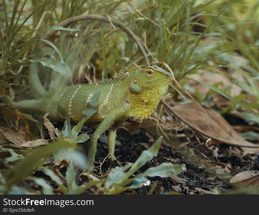 Reptile, Lacertidae, Lizard, Lacerta