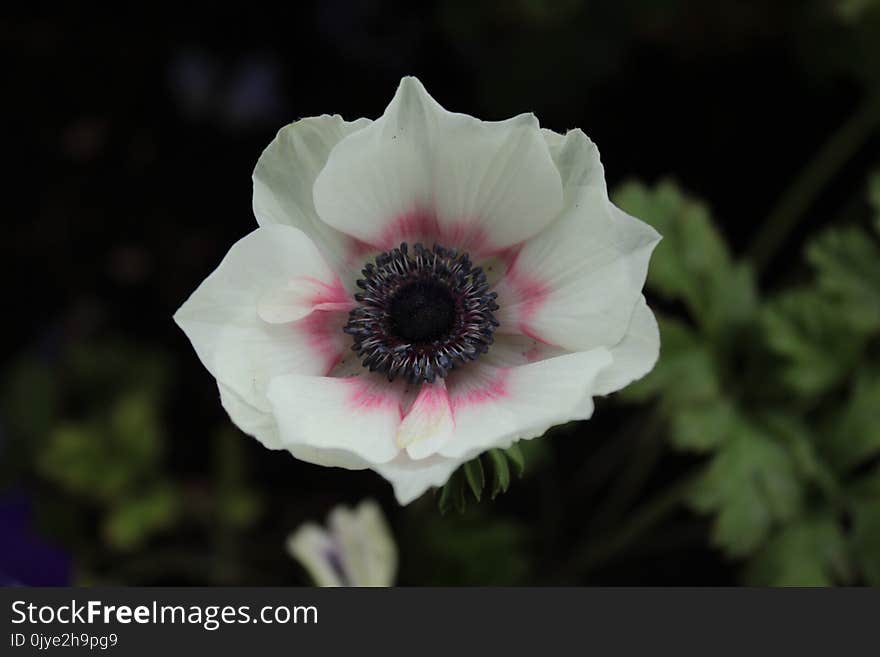 Flower, Plant, Flowering Plant, Wildflower