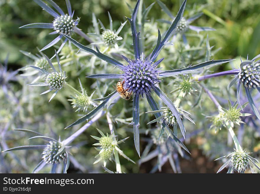 Flora, Plant, Flower, Thistle