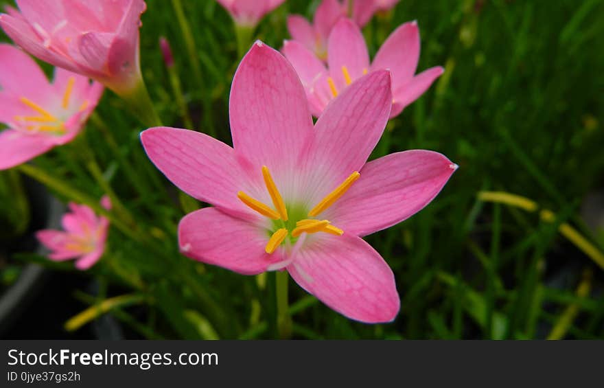 Flower, Flora, Pink, Plant